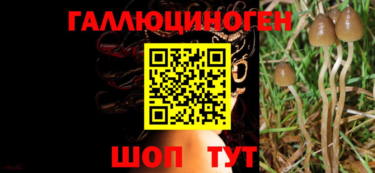 Псилоцибиновые грибы мицелий  Вход с VPN  Георгиевск  Галлюциногенные грибы MAGIC MUSHROOMS 